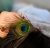 Peacock Touch™ Pávatollas  finom érintéses arcmasszázs tanfolyam